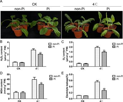 Enhancing cold tolerance in tobacco through endophytic symbiosis with Piriformospora indica